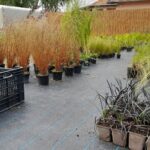 Békés Botanika kertészeti áruda