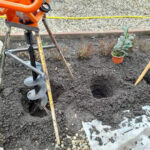 Babérmeggy sövény telepítés előtt