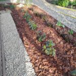 Babérmeggy sövény telepítés után