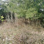 Bozótírtás és konyhakert építés előtt