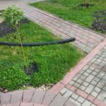 Füvesítés, faültetés előtt