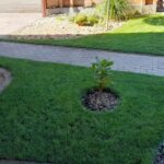 Füvesítés, faültetés utána