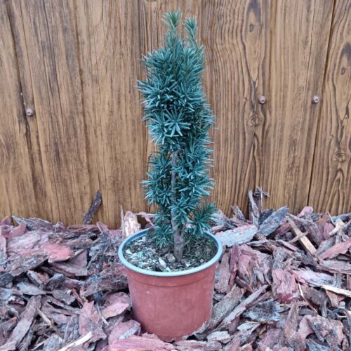 Oszlopos tiszafa - (Taxus baccata ’Fastigiata robusta’) 20-40 cm