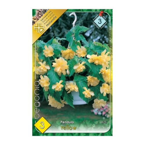 Csüngő begónia virághagyma - Pendula Yellow