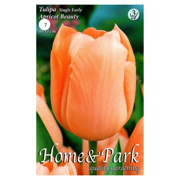 Barackrózsaszín korai tulipán virághagyma – ‘Apricot Beauty’