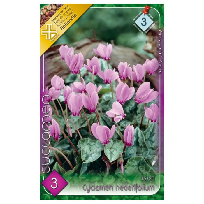 Borostyánlevelű ciklámen virághagyma