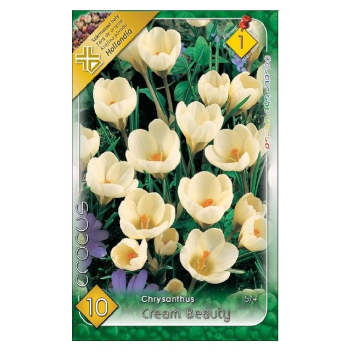 Botanikai krókusz virághagyma - 'Cream Beauty'