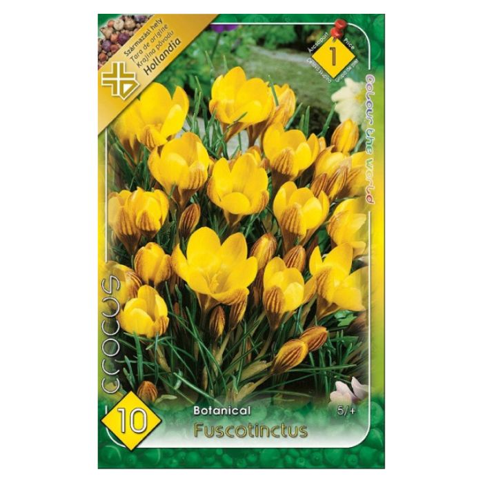 Botanikai krókusz virághagyma - 'Fuscotinctus'