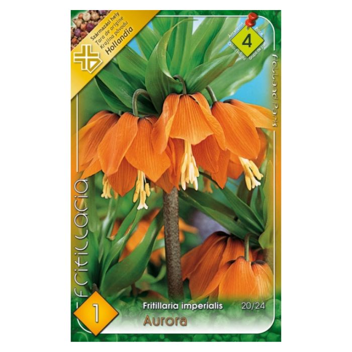 Császárkorona virághagyma -'Aurora'