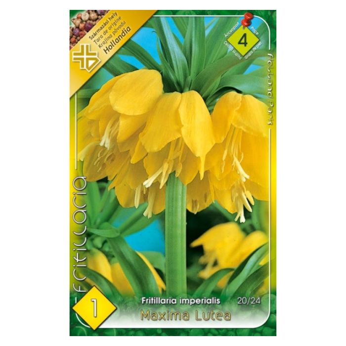 Császárkorona virághagyma - 'Maxima Lutea'