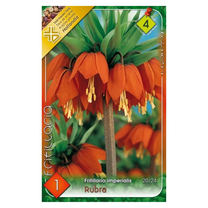 Császárkorona virághagyma -'Rubra'