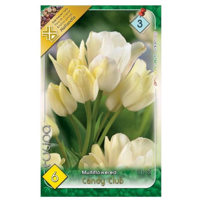 Fehér csokros tulipán virághagyma – ‘Candy Club’