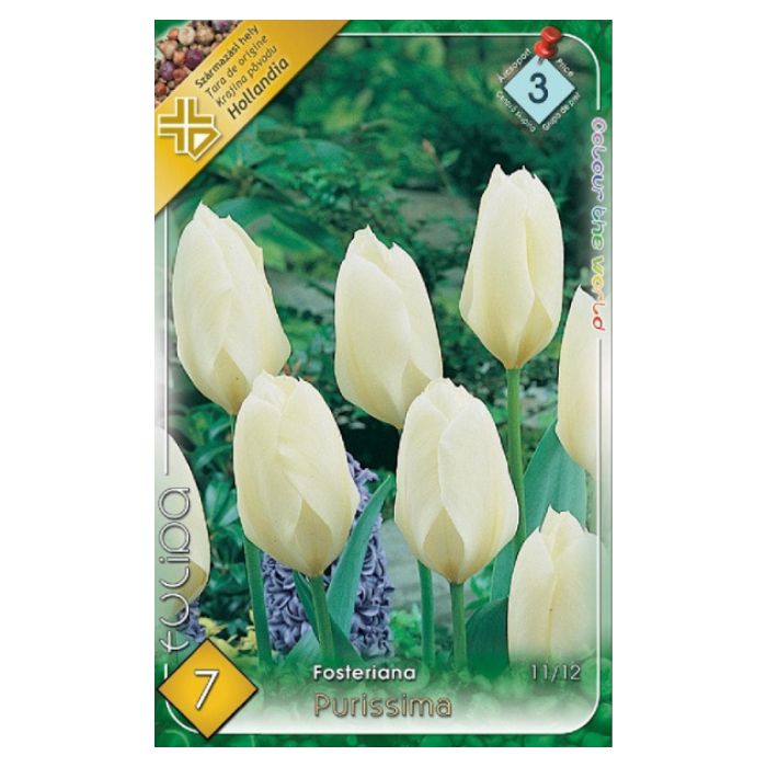 Fehér korai tulipán virághagyma – ‘Purissima’