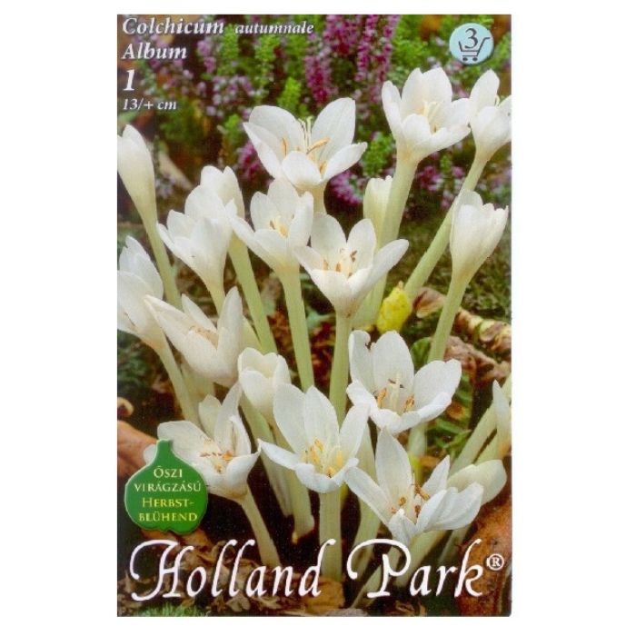 Fehér őszi kikerics virághagyma - 'Album'