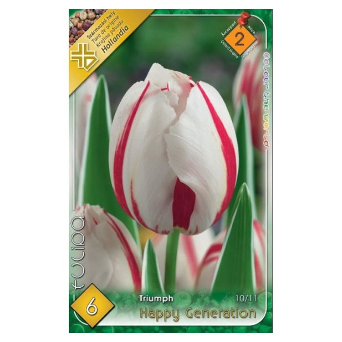 Fehér-piros Triumph tulipán virághagyma – ‘Happy Generation’