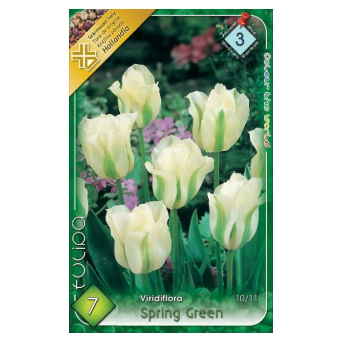 Fehér-zöld Viridiflora tulipán virághagyma – ‘Spring Green’