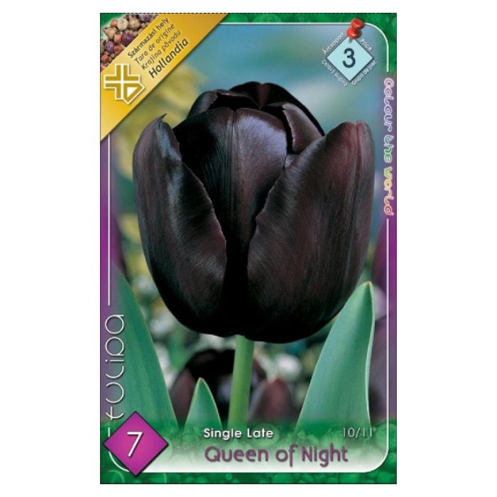 Fekete virágú késői tulipán virághagyma – ‘Queen of Night’