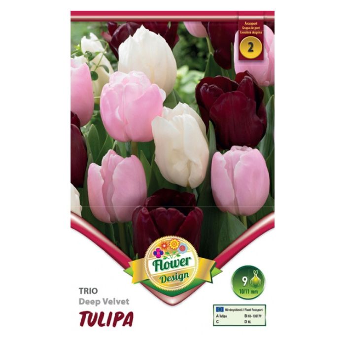 Háromszínű tulipánkeverék virághagyma - ‘Trio Deep Velvet’