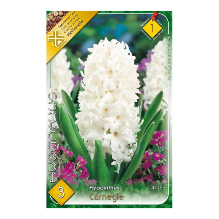 Jácint virághagyma - 'Carnegie'