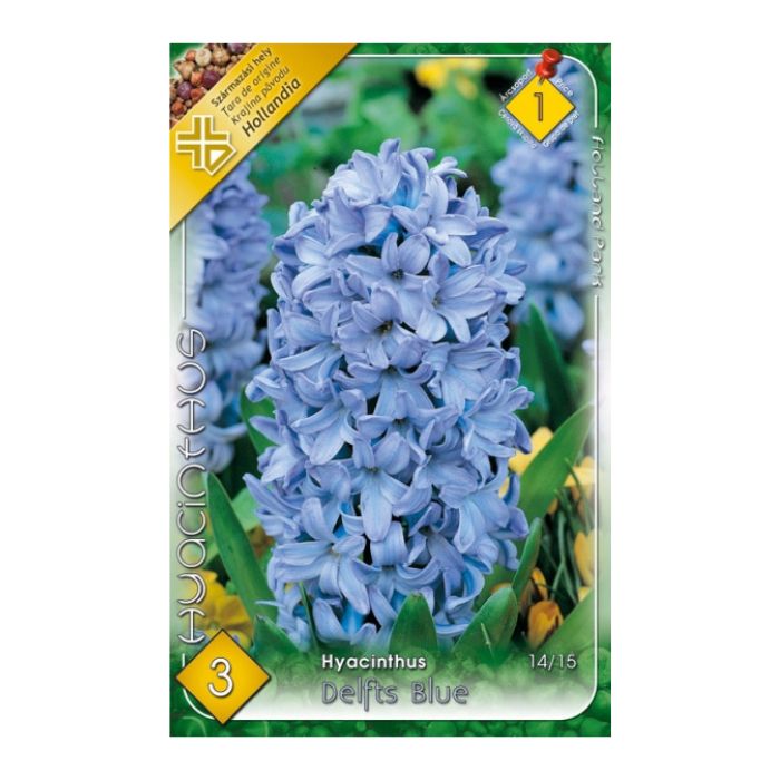 Jácint virághagyma - 'Delft Blue'