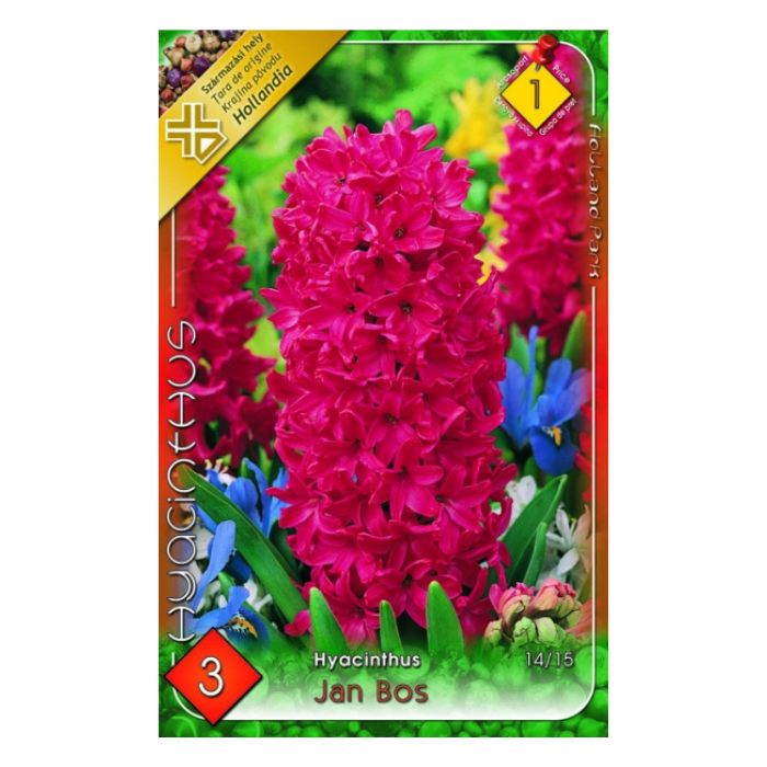 Jácint virághagyma - 'Jan Bos'