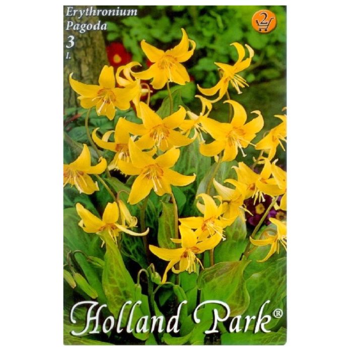 Kakasmandikó virághagyma - 'Pagoda'