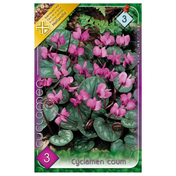 Kereklevelű ciklámen virághagyma