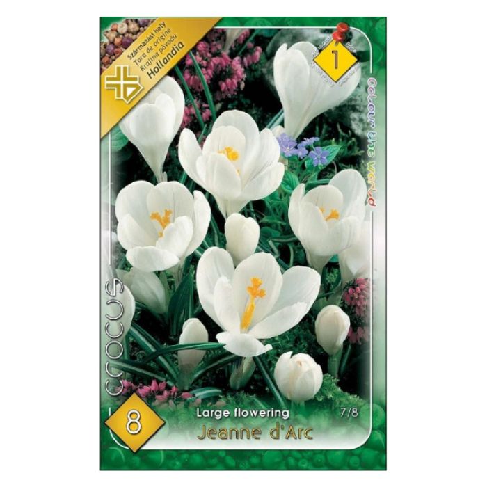 Kerti krókusz virághagyma - 'Jeanne d’Arc'