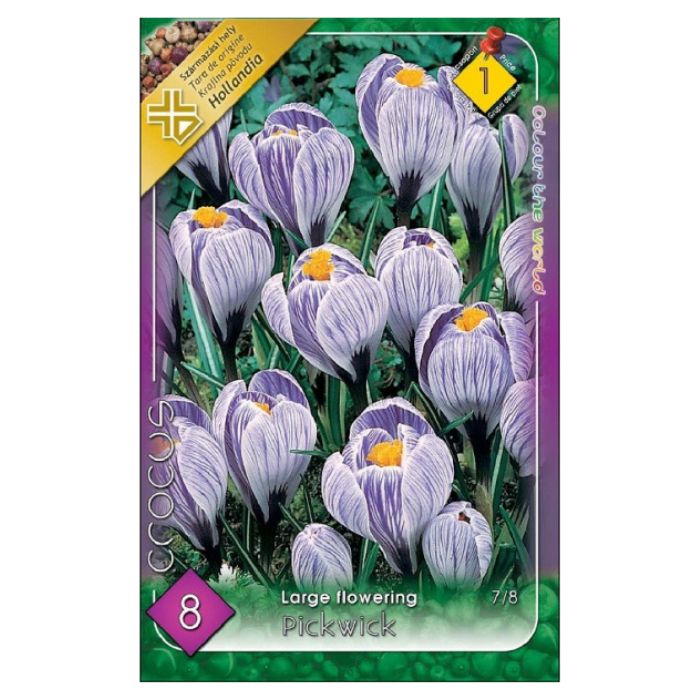 Kerti krókusz virághagyma - 'Pickwick'