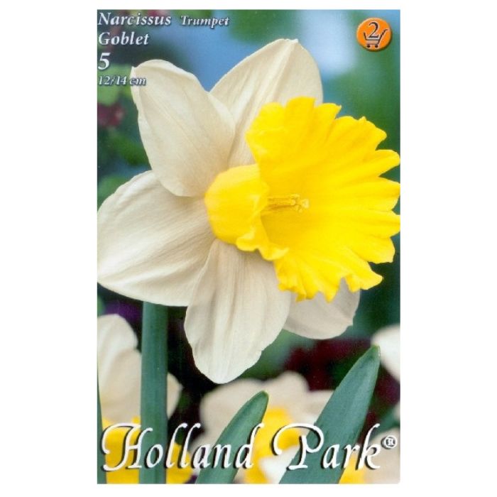 Két színű nagyvirágú nárcisz virághagyma - 'Goblet'