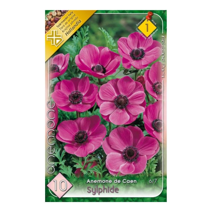 Koronás szellőrózsa virághagyma - Sylphide