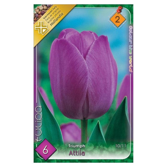 Lila Triumph tulipán virághagyma – ‘Attila’