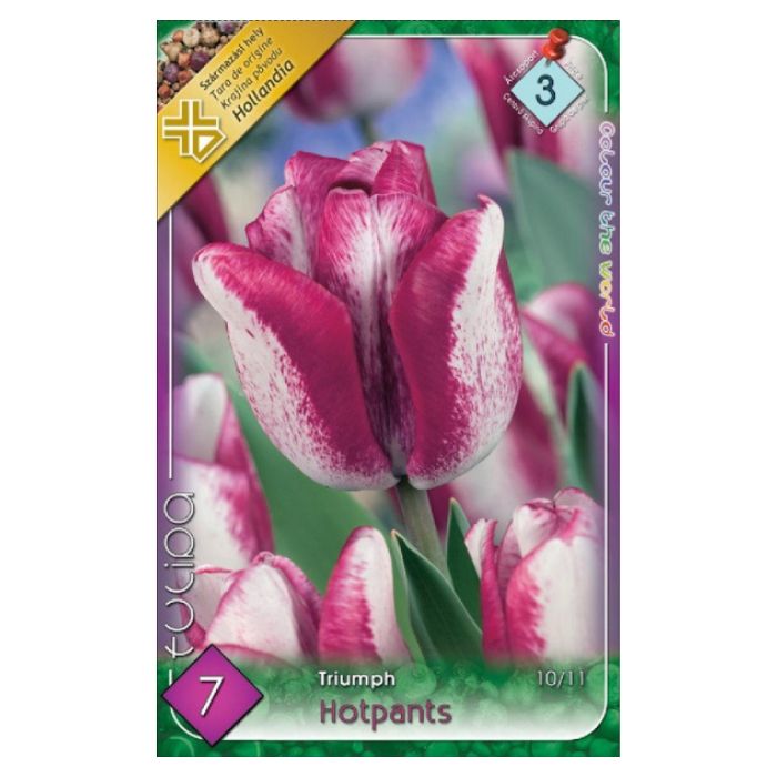 Lila-fehér tulipán virághagyma – ‘Hotpants’
