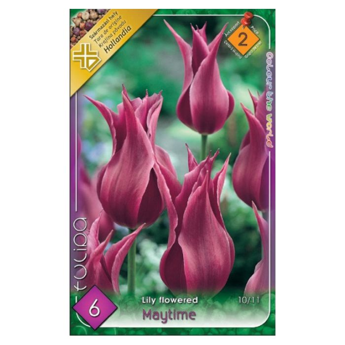 Liliomvirágú tulipán virághagyma – ‘Maytime’