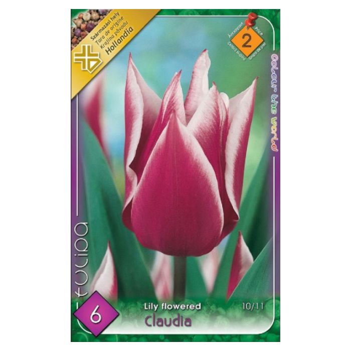 Magenta-fehér liliomvirágú tulipán virághagyma – ‘Claudia’