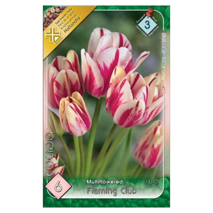 Málnapiros-fehér csokros tulipán virághagyma – ‘Flaming Club’