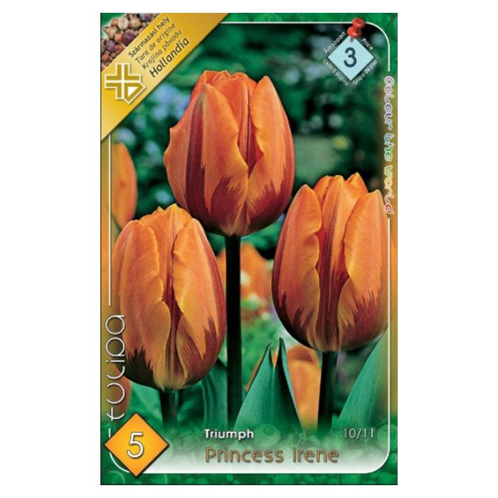 Narancs-bíbor tulipán virághagyma – ‘Princess Irene’