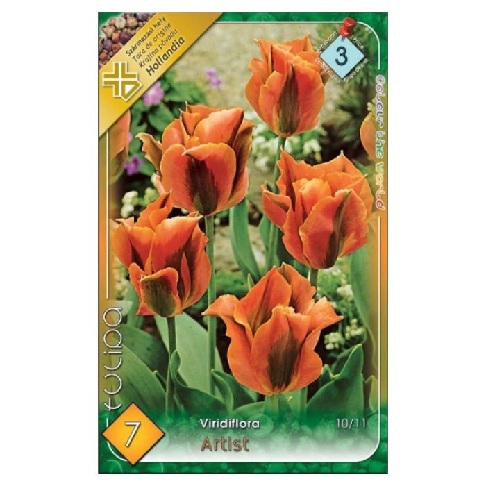 Narancs-zöld Viridiflora tulipán virághagyma – ‘Artist’