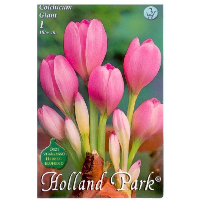 Őszi kikerics virághagyma - 'Giant'