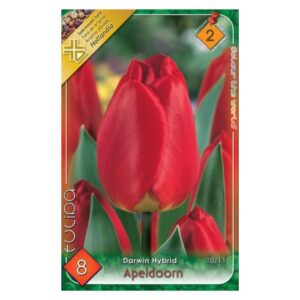 Piros Darwin-hibrid tulipán virághagyma - ‘Apeldoorn’