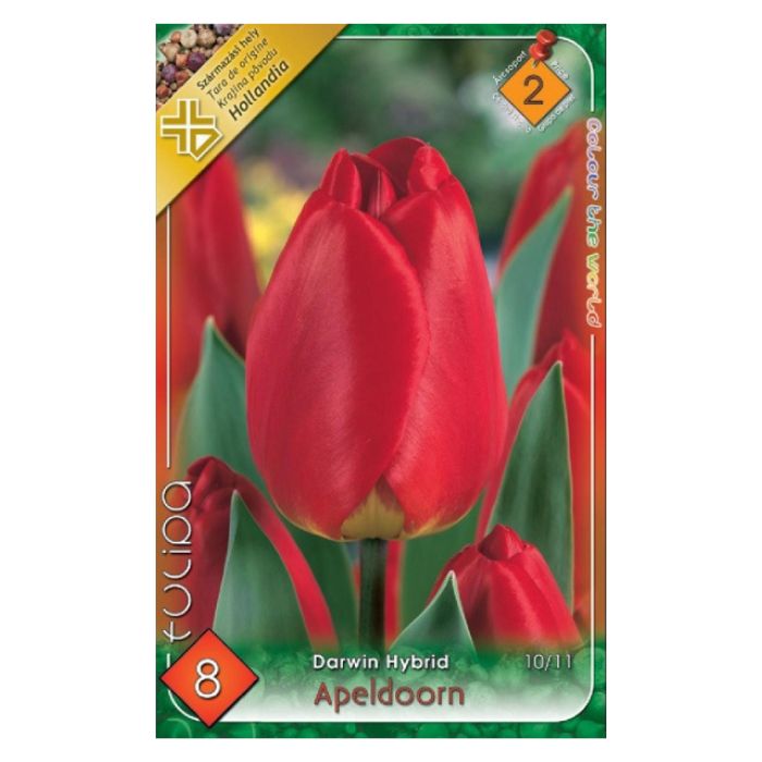 Piros Darwin-hibrid tulipán virághagyma - ‘Apeldoorn’