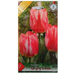 Piros lángmintás tulipán virághagyma – ‘Spryng Break’