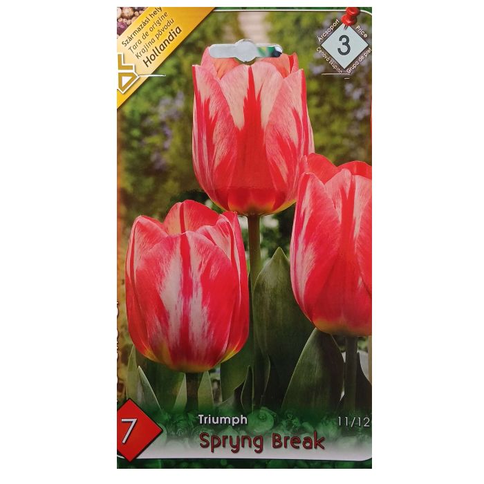Piros lángmintás tulipán virághagyma – ‘Spryng Break’