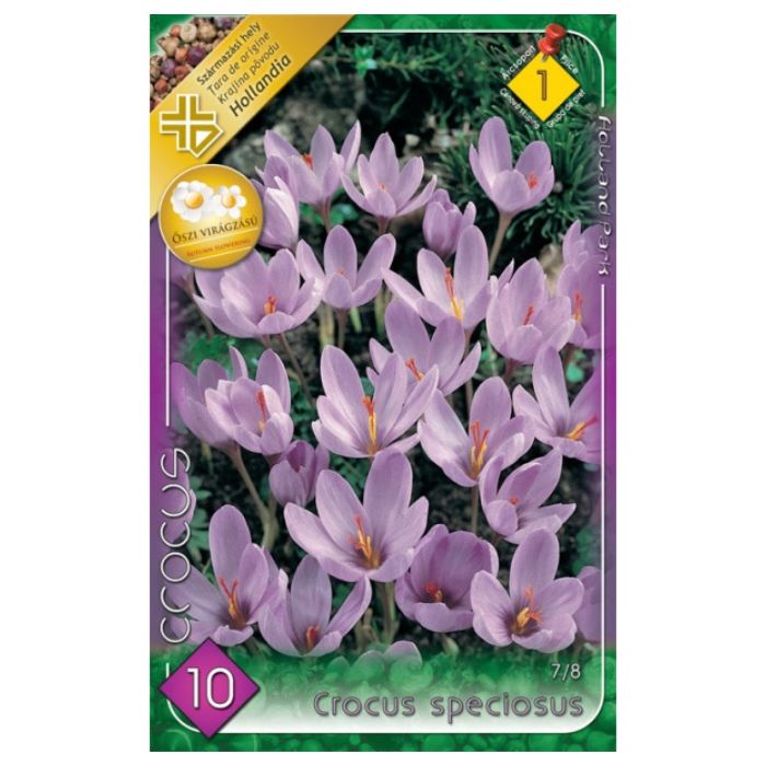 Pompás krókusz virághagyma - Crocus speciosus