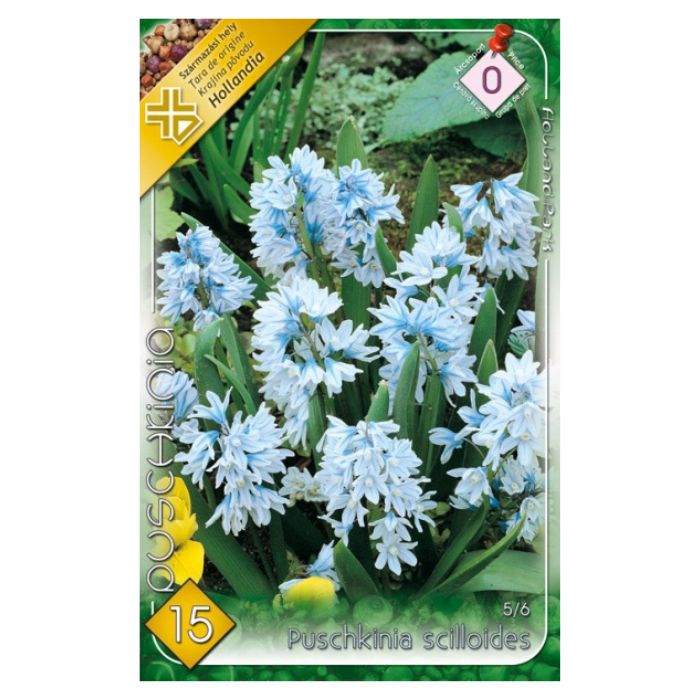 Puskin-csillagvirág virághagyma