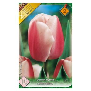 Rózsaszín Darwin-hibrid tulipán virághagyma - ‘Ollioules’