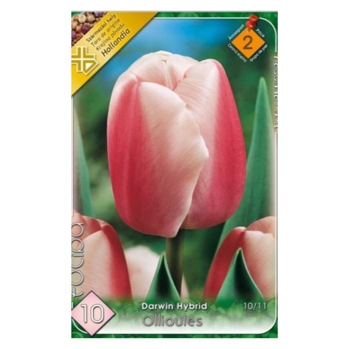 Rózsaszín Darwin-hibrid tulipán virághagyma - ‘Ollioules’