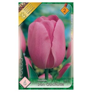 Rózsaszín Triumph tulipán virághagyma – ‘Don Quichotte’