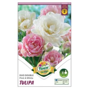 Rózsaszín és fehér teltvirágú tulipánkeverék virághagyma