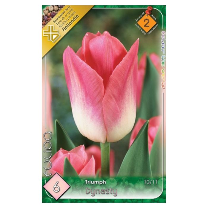 Rózsaszín-fehér Triumph tulipán virághagyma – ‘Dynasty’